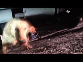 Yüksekova'da uyuşturucuya geçit verilmedi