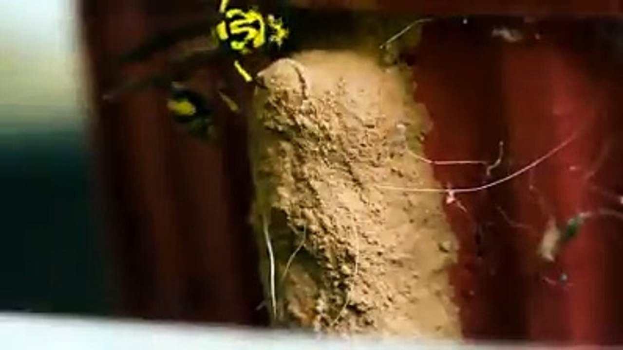 JUST AMAZINGThe hard work of a fly building 'HOME'
