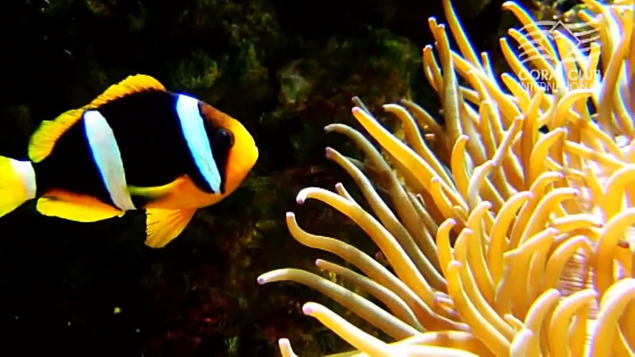 Coral Mine by Coral Club Int English version HD