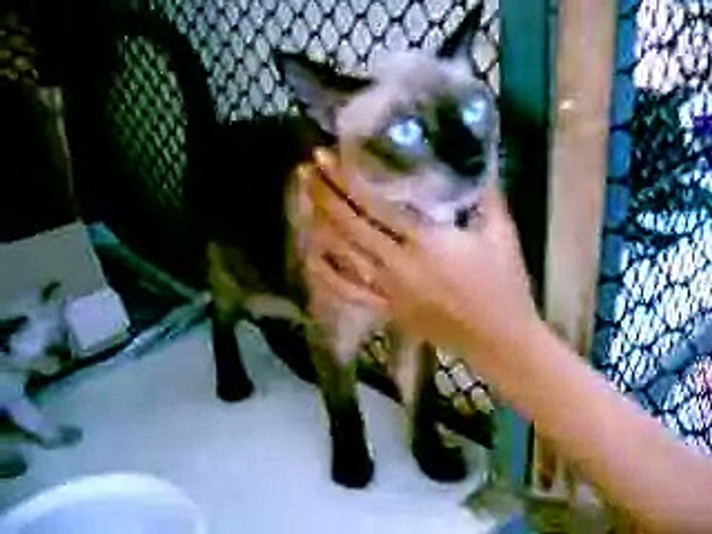 ⁣siamese cats