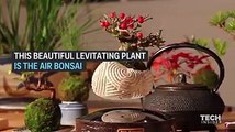 Bonsai tree growing in the air