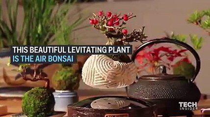 Bonsai tree growing in the air
