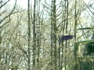 Aigles Espaces Rambouillet