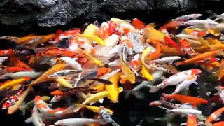 Fish feeding frenzy! Credit