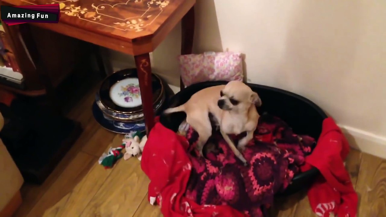 Funny Dogs Feeling Guilty Compilation HD 2015