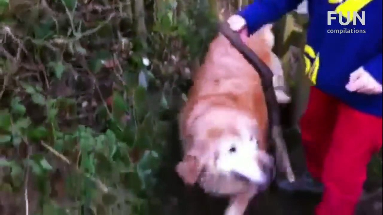 Most Stupid Dogs Compilation January 2013