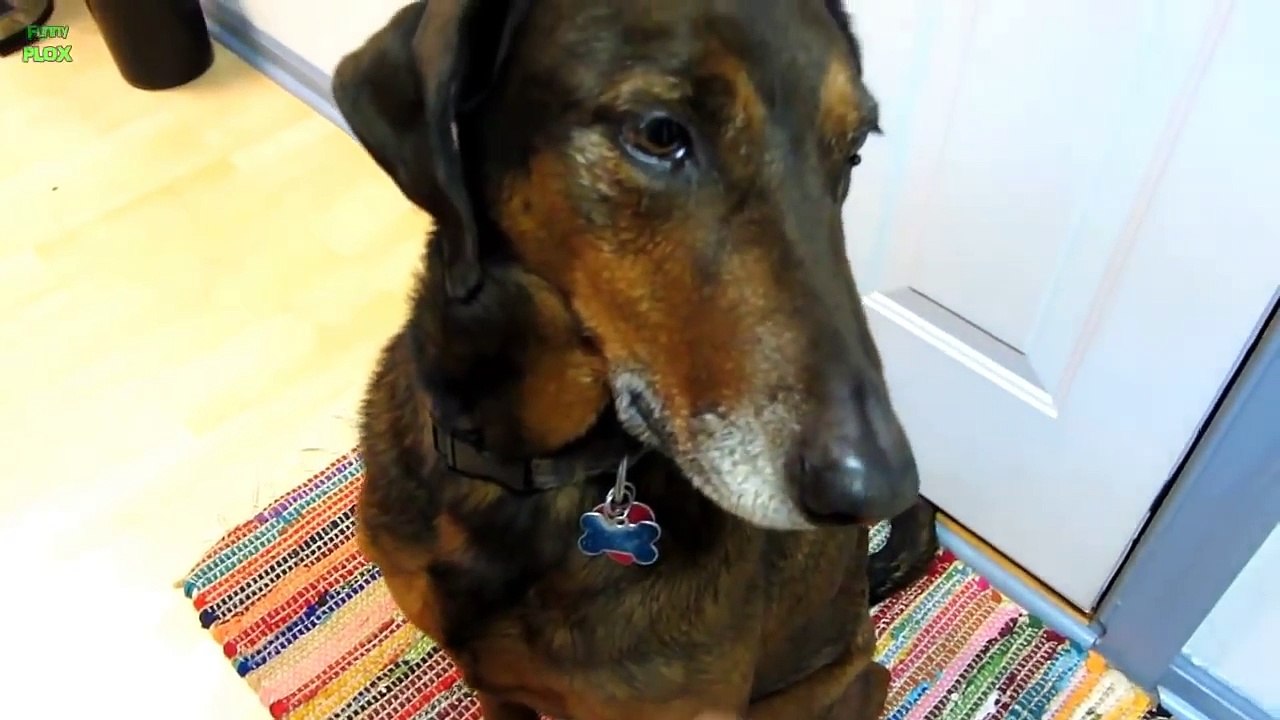 Funny Guilty Dogs Compilation 2014