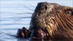 Beavers, Ducks, Mergansers: Parc National de Plaisance, Quebec