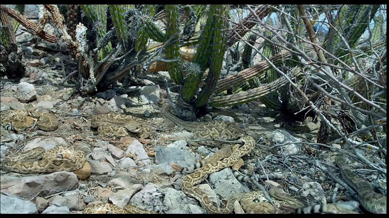 DESIERTO Bande Annonce VF (2016)