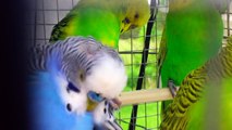 Male Budgies/Parakeets Preening(Волнистых попугаев)