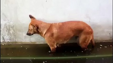 Sleeping Dog Fell Down into Water