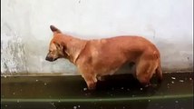 Sleeping Dog Fell Down into Water