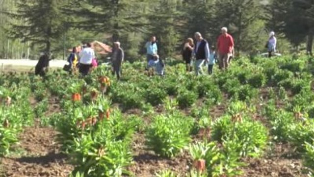 Ters Lale Yayla Şenliği Sema Ramazanoğlu