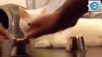 Funny Cat Video - Smartest Cat in The World 2016