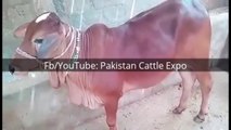 Cow Qurbani 2016-17 Bakra eid in Karachi Pakistan - Sohrab Goth