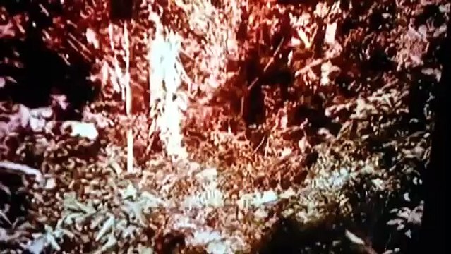 Gedo Gedo 2016 Gedo SomaliBantu 2015 Gedo news Gedo Kenya Gedo beach Gedo Africa Gedo Swahili Gedo