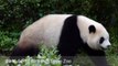 2016-04-17 圓仔玩木屑 (The Giant Panda Yuan Zai)
