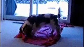 Roxie Our Cavalier King Charles Spaniel Wearing Her Pink Winter Boots Jan 25 09.wmv