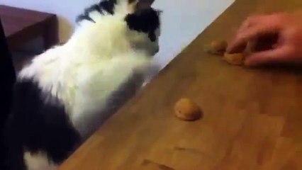 The smartest cat in the world very smart