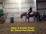 A Dandy Asset: APHA horse for sale