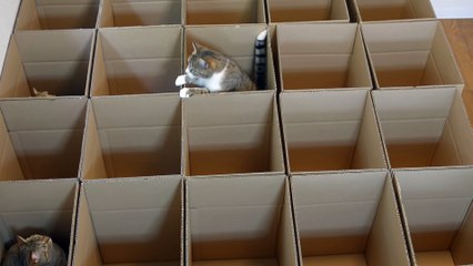 Il créé un jeu génial pour ses chatons