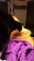 Cat eating baked beans