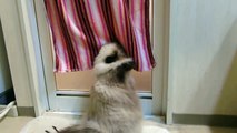 バスタオルに萌える猫　ヒマラヤンのマシュー