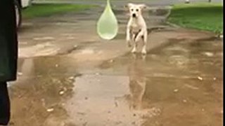 Dog bites water balloon