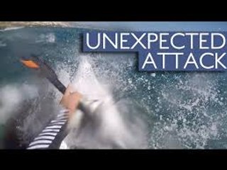 Shocking- Seal Attacks Kayaker