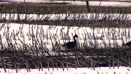 envol des oies sauvages