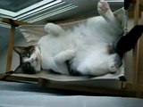 猫　ハンモック　le chat hamac cat hammock