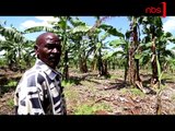 Banana Wilt Eating Away Bananas in Uganda