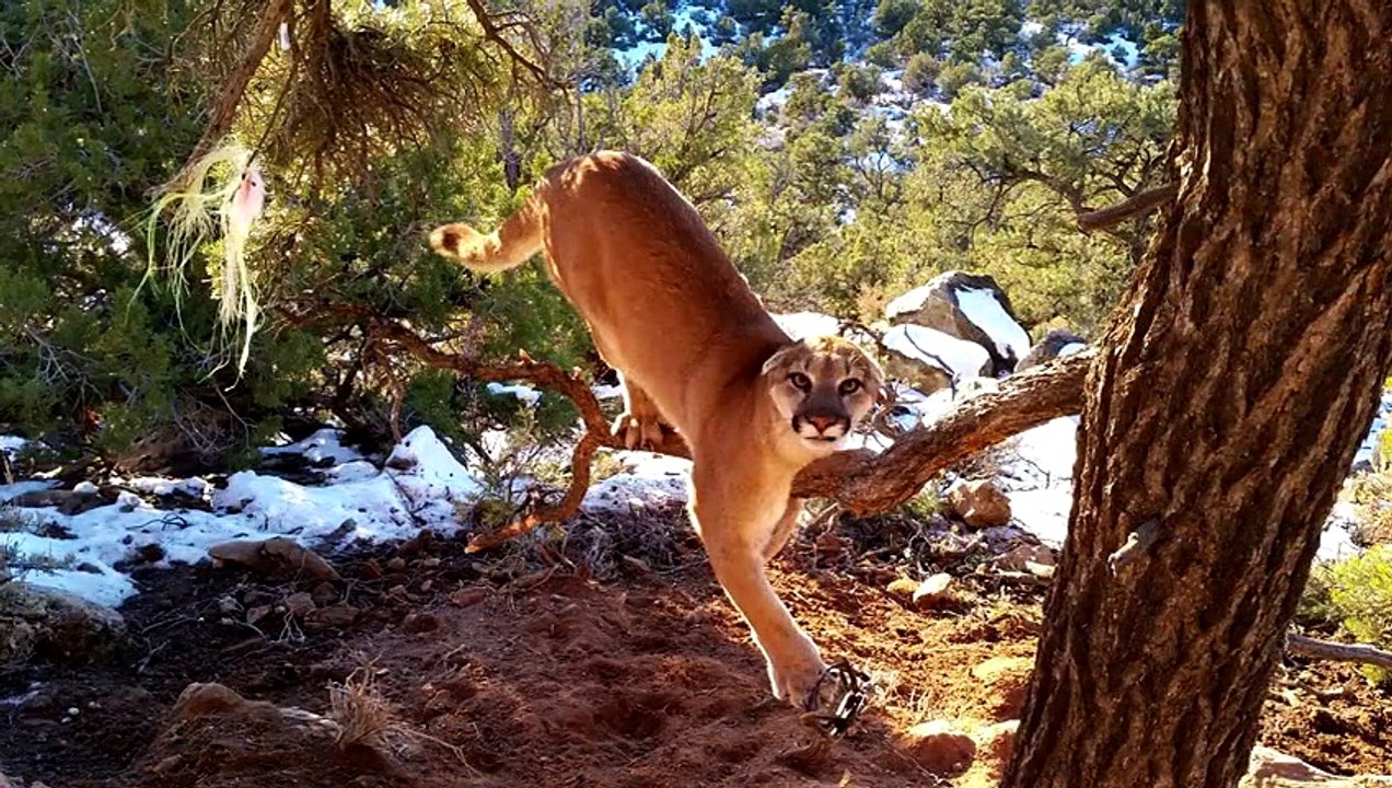 Deux officiers essaient de sauver un puma pris dans un piège