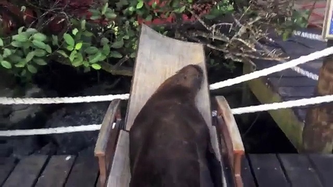 Ces lions de mer ont trouvé un lieu paradisiaque, pour un petit roupillon