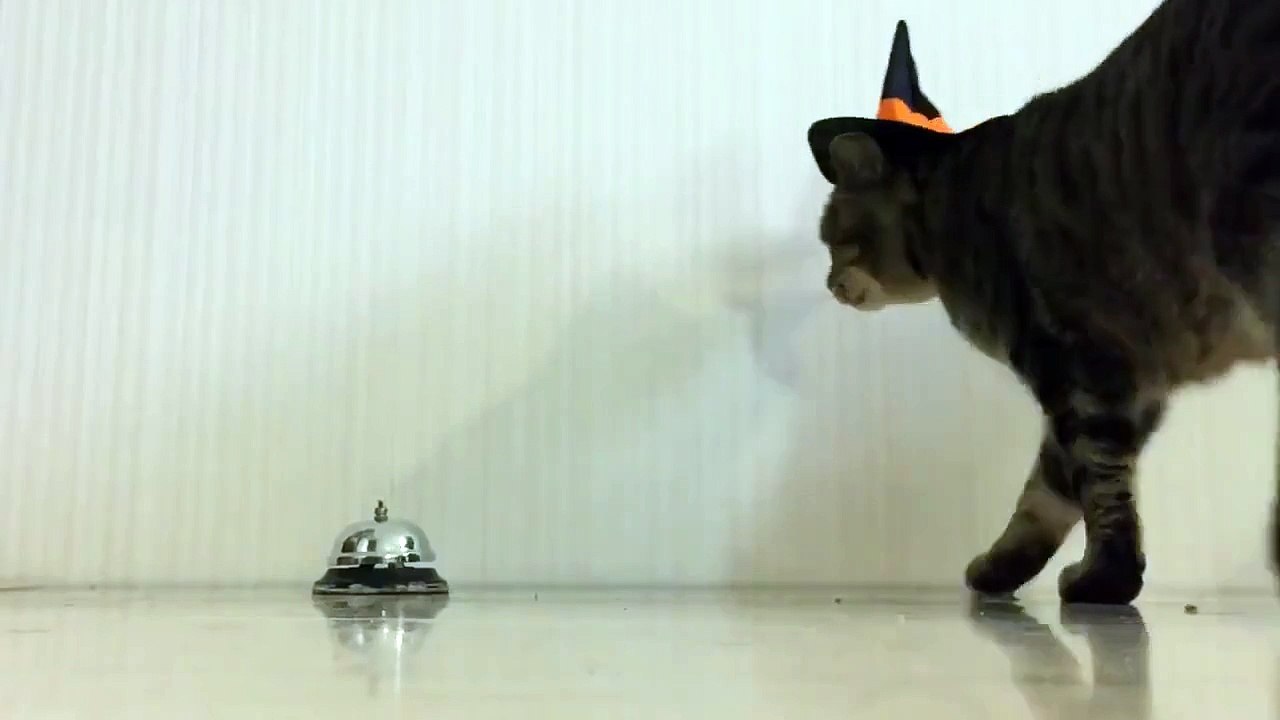 Ce chat utilise une sonnette pour avoir sa nourriture