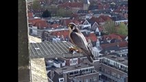 Slechtvalken OLV Toren Amersfoort 17 04 2016 Prooioverdracht op het rooster