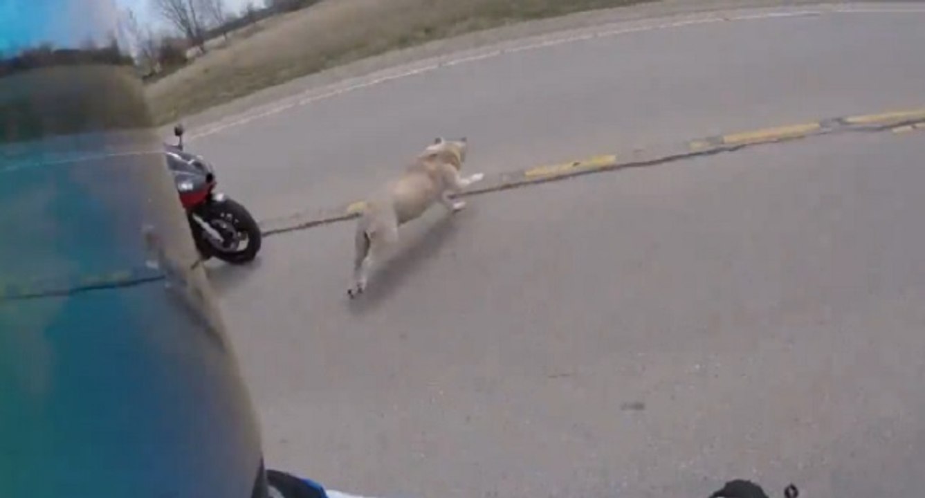 Un chien coupe la route d'un motard