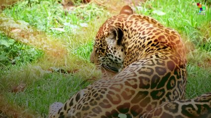 Rescuing Trafficked Animals in Bolivia