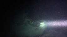 Barracuda en buceo nocturno / Barracuda at night diving (Isla Grande, Islas del Rosario 2015)