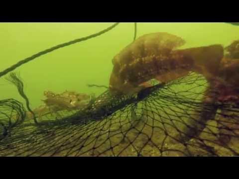 Crafty Fish Steals Food From Crab