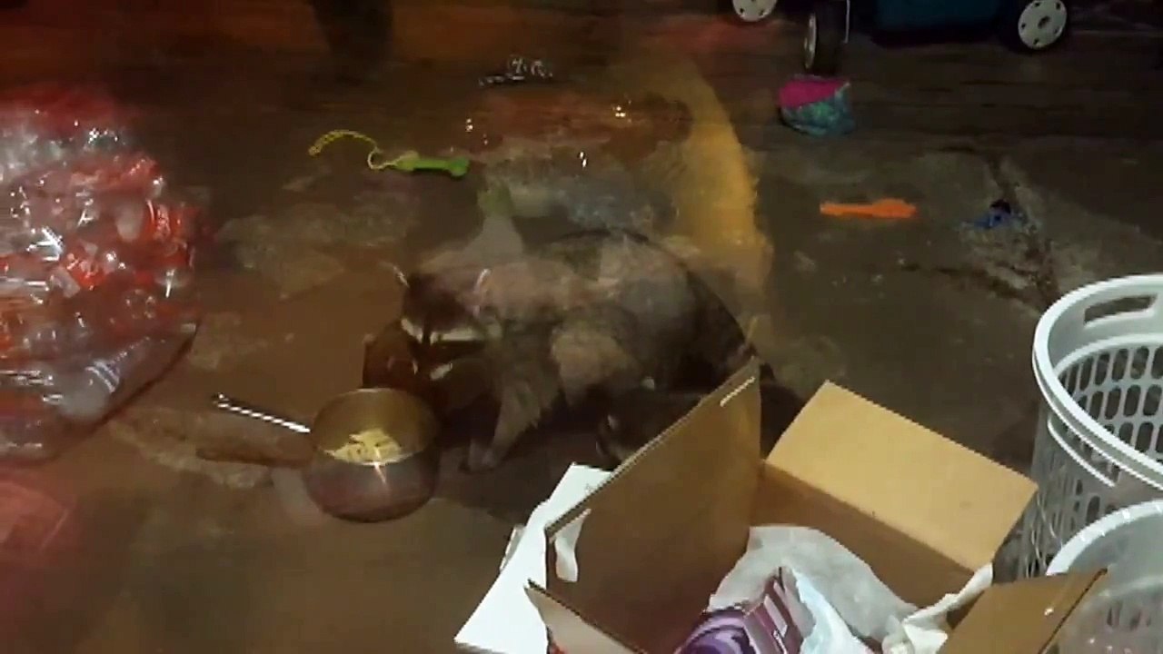 Racoon Visitors