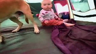Funny videos 2016 :Little Baby And Dog Funny Videos  Funny Compilation Videos