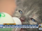 Kittens Rescues from Box Near Phoenix Dumpster