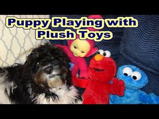 Cookie Monster Teletubbies and Elmo playing with new Puppy set to Nursery Rhymes