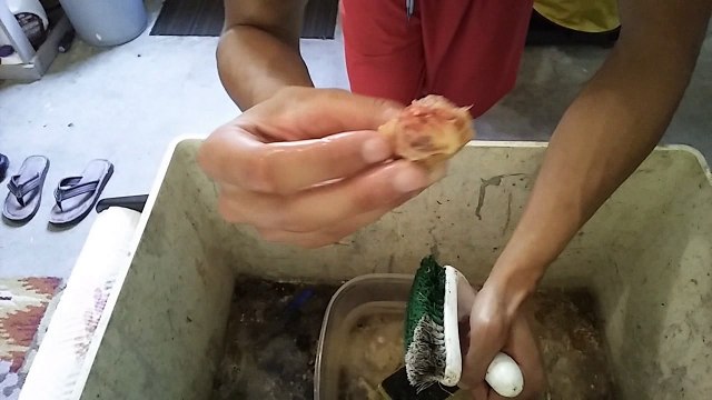 How to Simply Grow Peach, Nectarines, Plums and MORE! AND LEARN HOW TO EASILY open the Pit!!!!!!