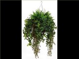 Indoor Hanging Plants | Indoor House Or Office Plants Picture Collection