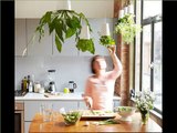 Indoor Hanging Plants Window | Indoor House Or Office Plants Picture Collection