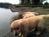 Si vous avez besoin de retrouver le sourire, alors découvrez ces jeunes golden retrievers, qui apprennent tout juste à nager ! Ohhhh !