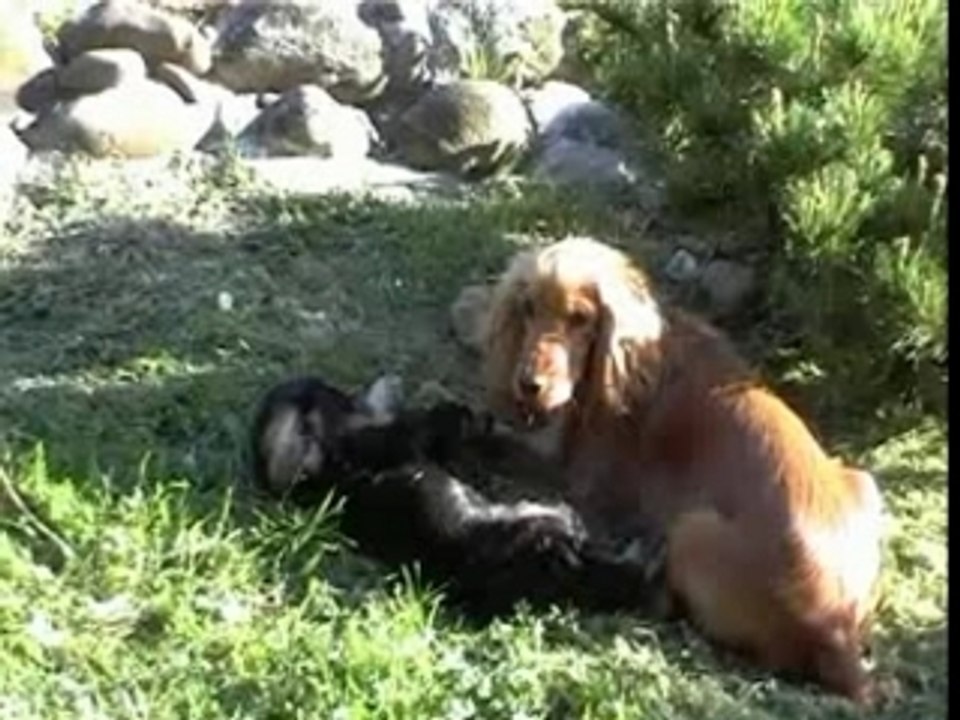 Lilou et voxan