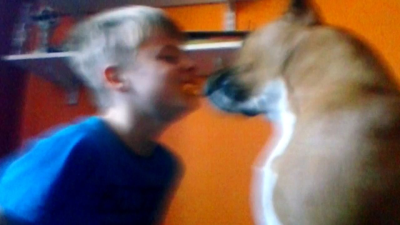 Dog kissing booth